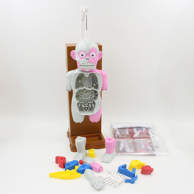 Funny 3D Human Organs Puzzles